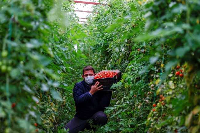 Aracılar ortadan kalktı, üreticinin yüzü Dijital Tarım Pazarı ile güldü